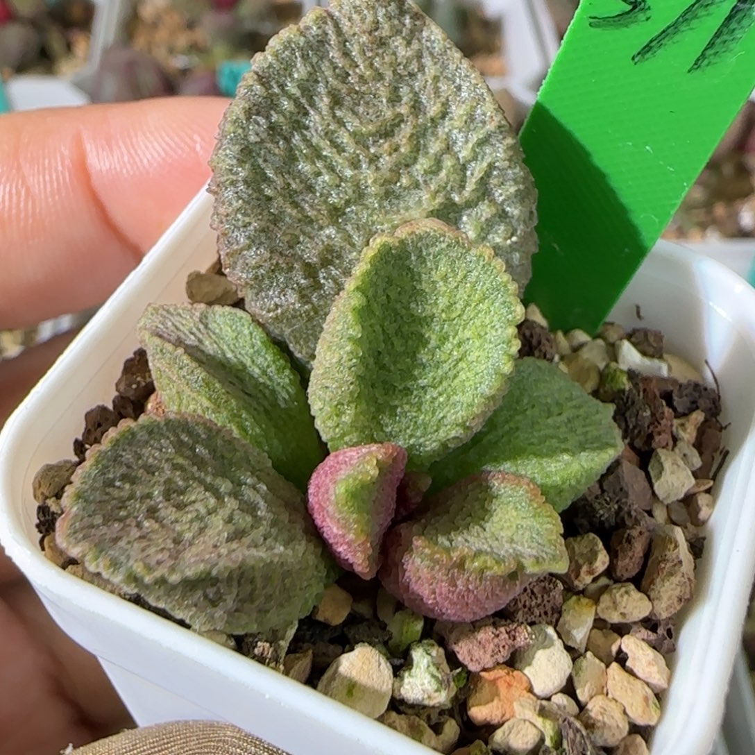 简***单编号571叶插，四方盆发