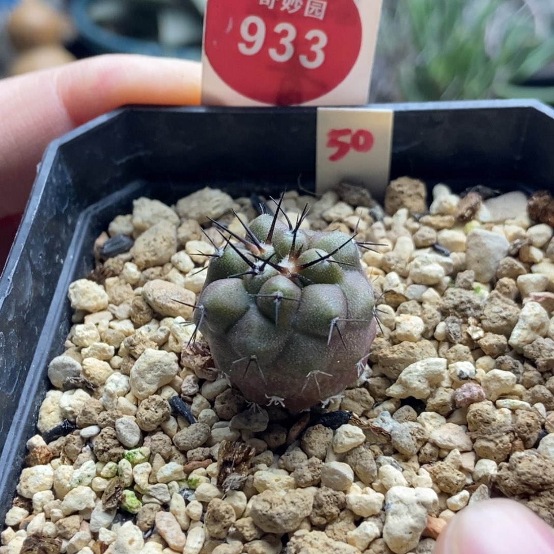 实生优选黑王丸2cm
