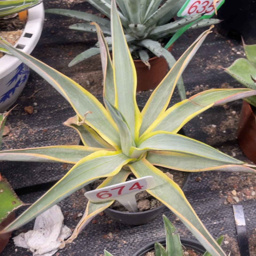 银河旅人龙舌兰系列