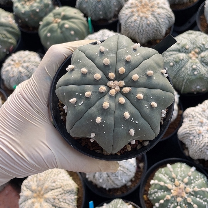 指纹海星8.4公分福利