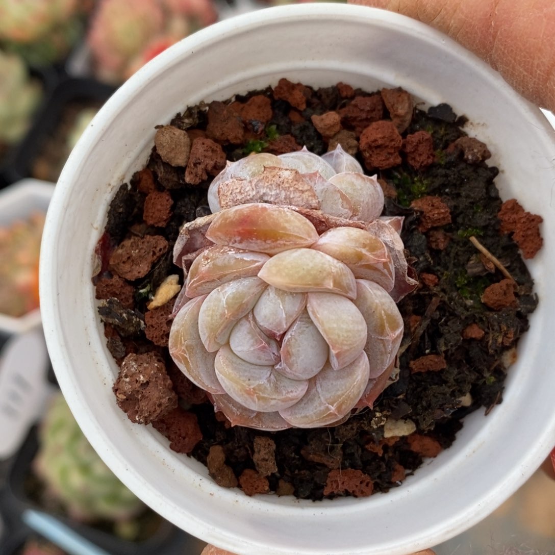 精品多肉一物一拍不包整049