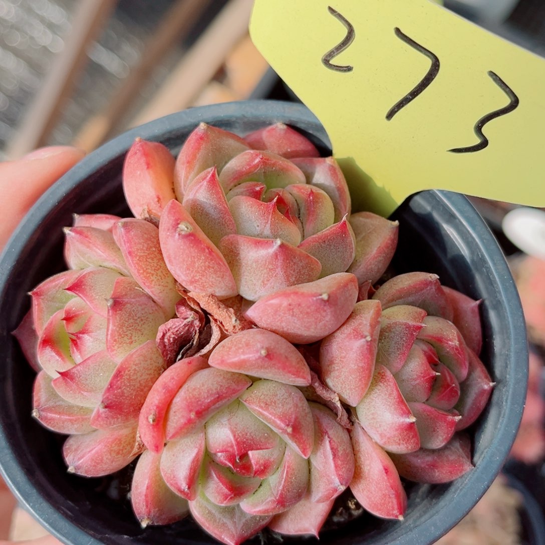 273号小老桩珍妮群