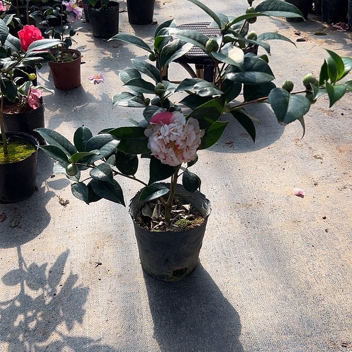 大部分花苞少量开放，变异香太阳