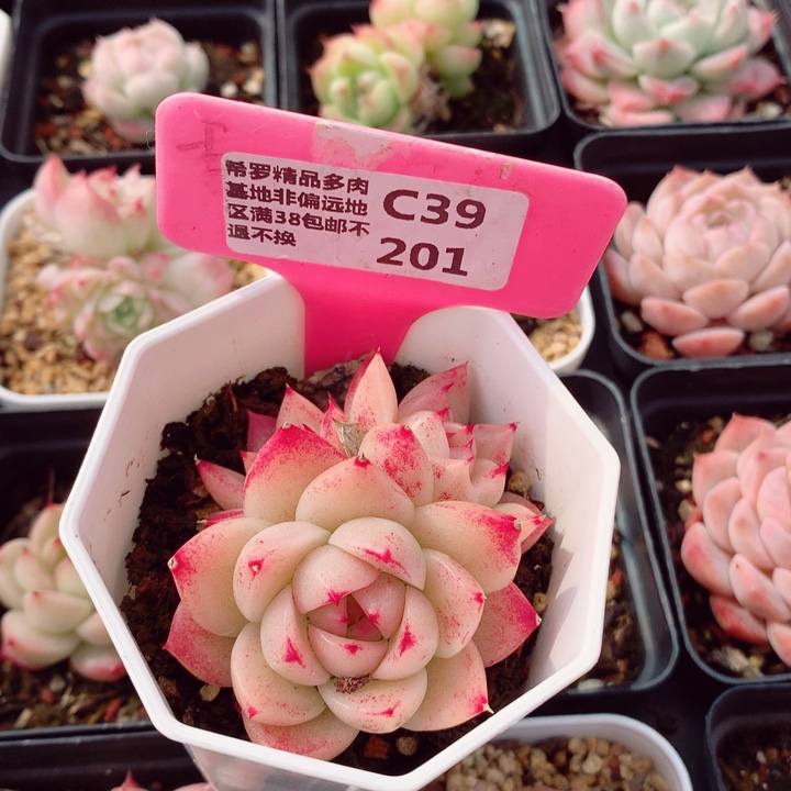 麦秆6cm不包整群