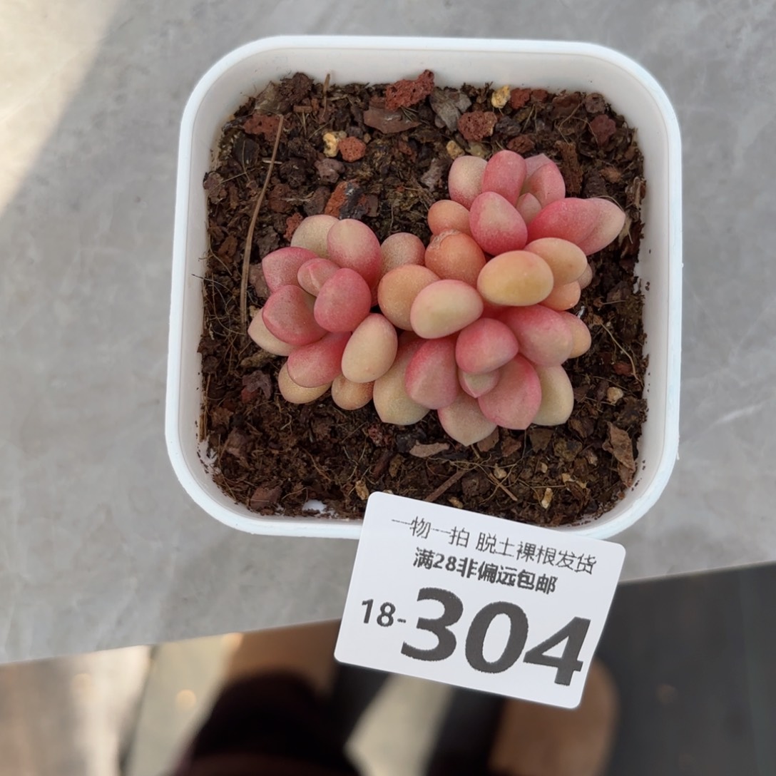 先锋派多肉多肉多肉