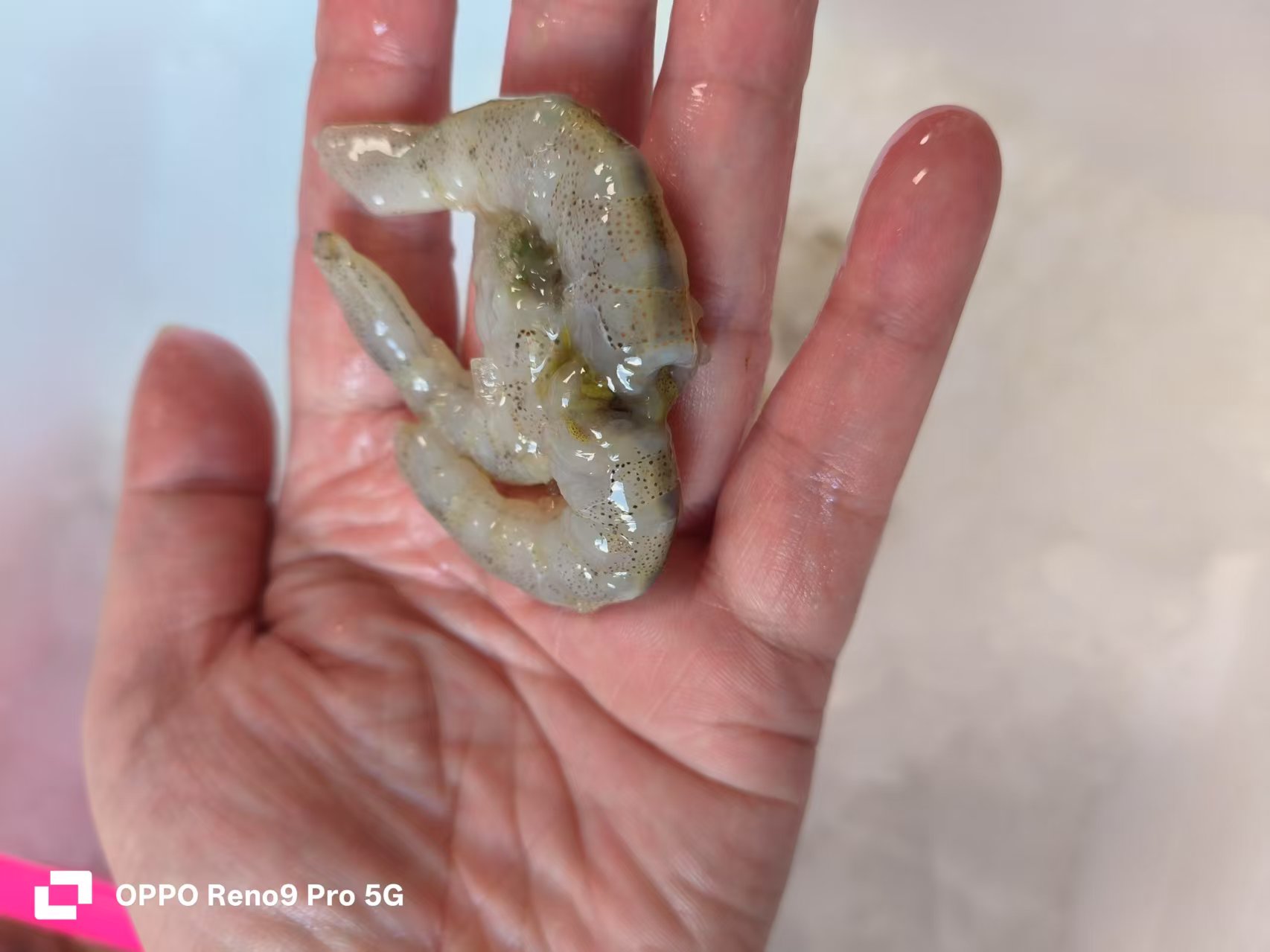 大表哥】新鲜海捕黄虾仁（海捕方式不一样，当天海鲜时价。不退差价）