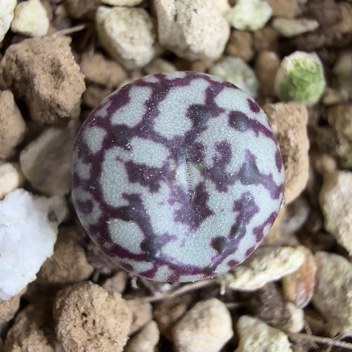周****飏ts603 红雪花纹 12-3-c13 
