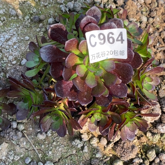 964黑梅花♣️多肉植物