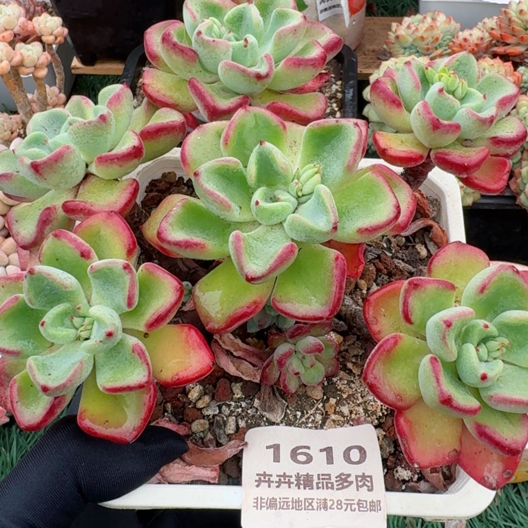 1610一物一拍（满28包邮）