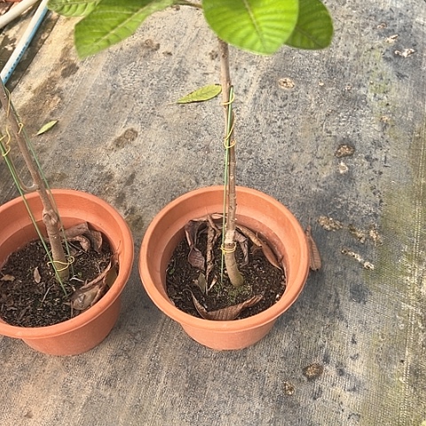 山竹苗24679964357现**我