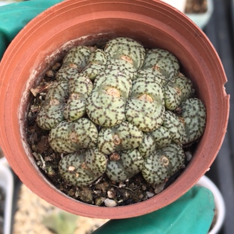 多肉肉锥 16头安贞