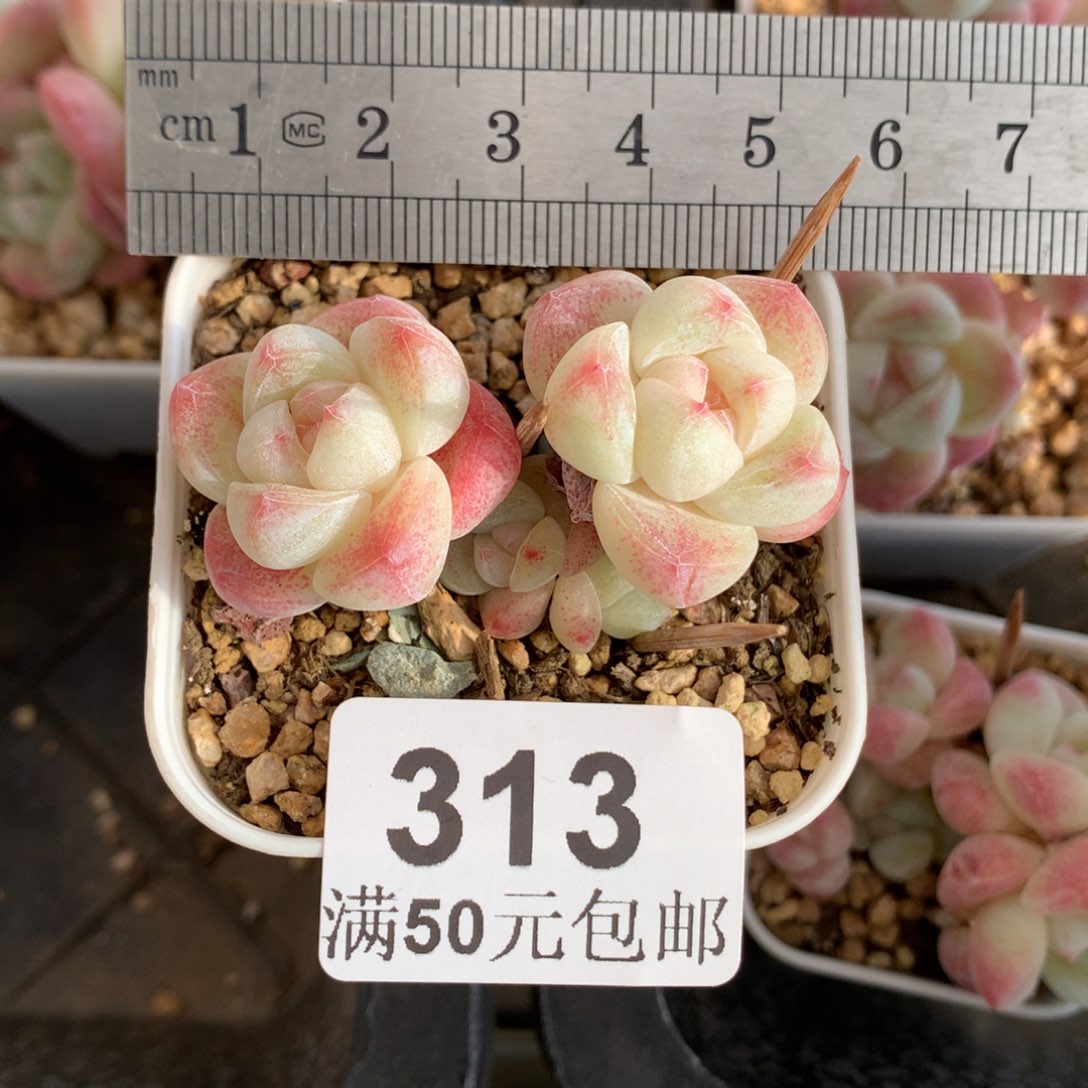 313四头小树冰玉冠服5