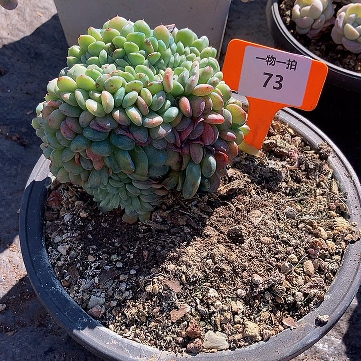 73 一物一拍不退不换