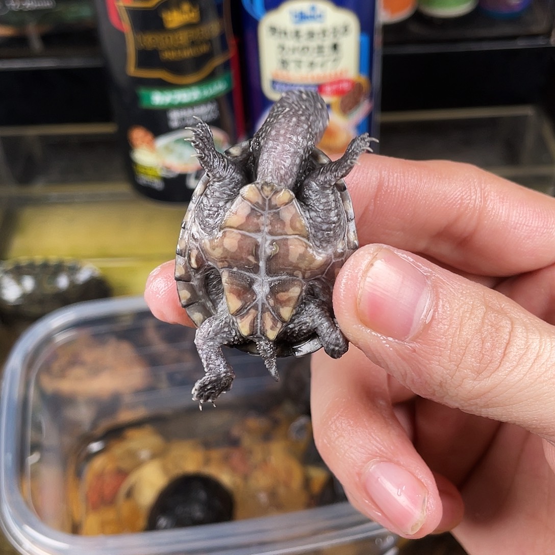 海***辰绿毛龟母点点滴滴的订单
