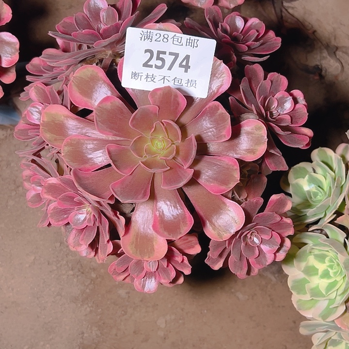 2574爱神多肉植物保护
