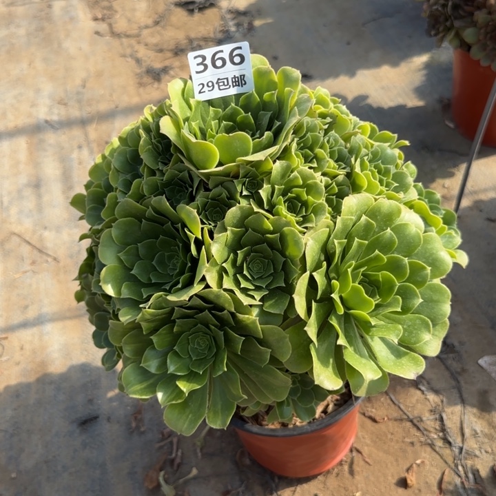 绿羊绒……多肉植物……