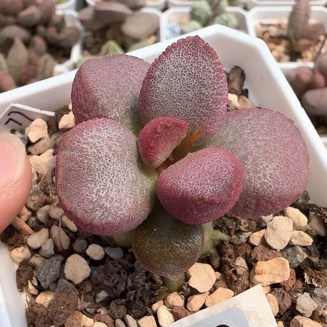红西柚水泡多肉植物