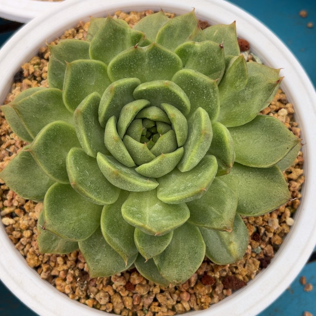 东云石化锦，一物一拍016