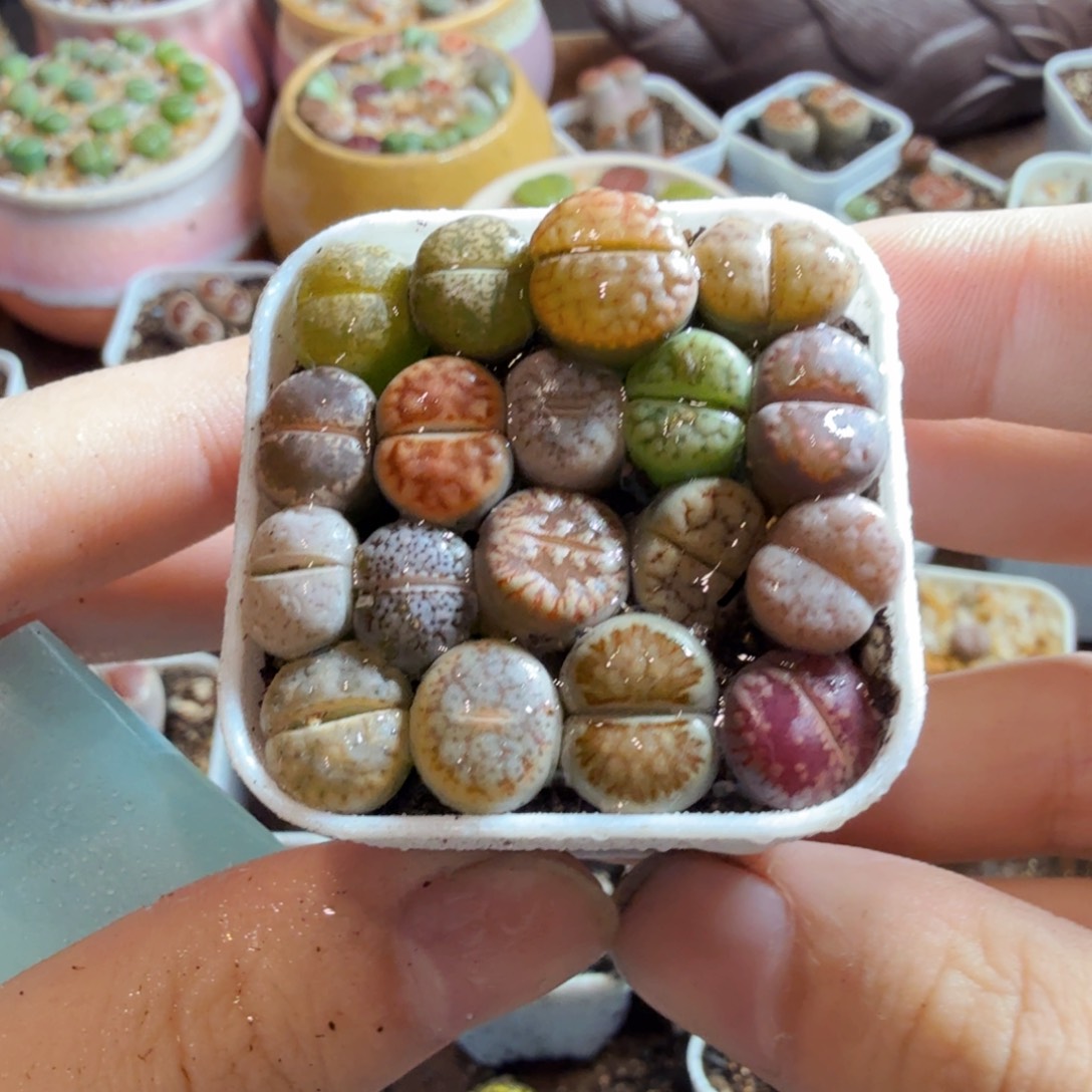 多肉植物和植物的生长发育和生长528