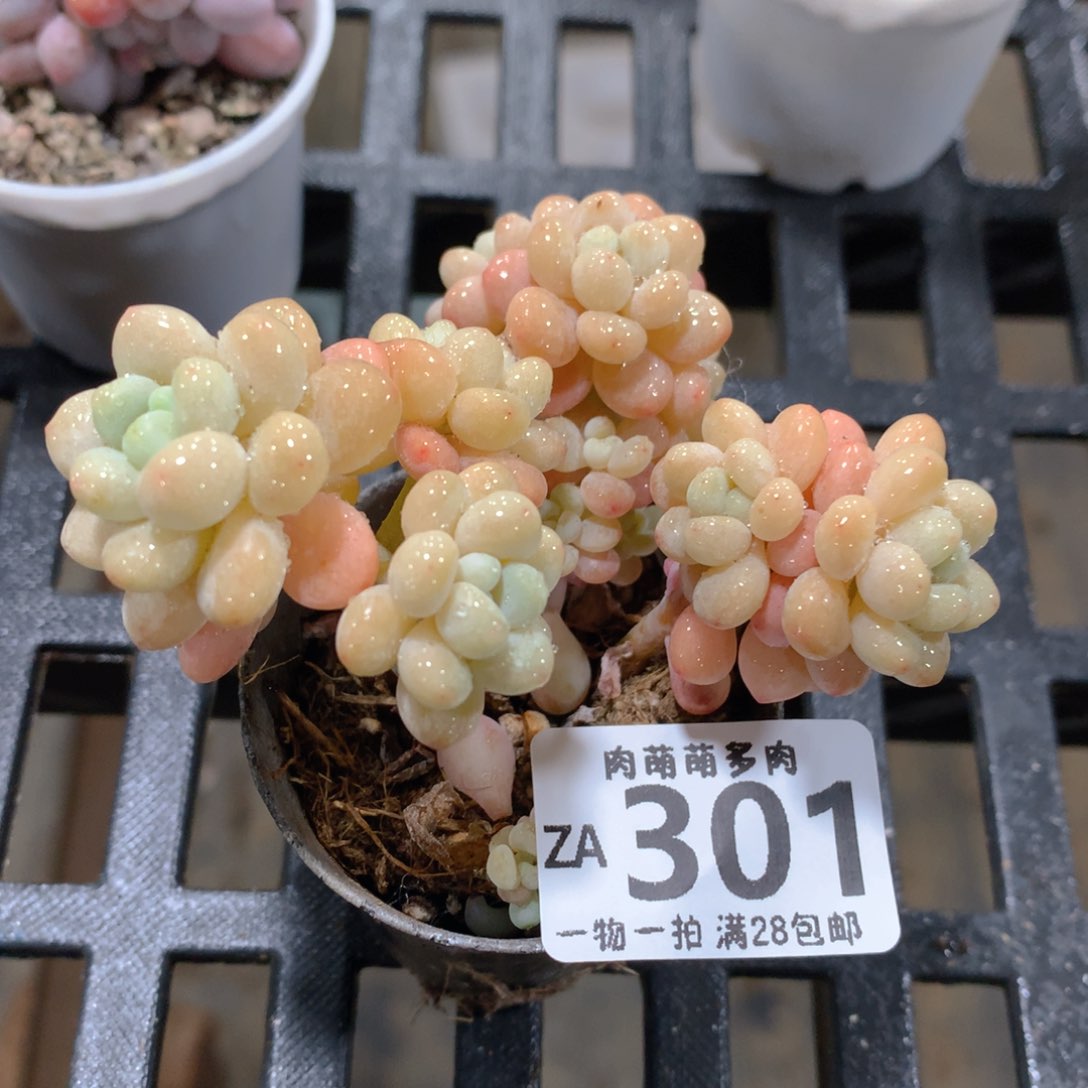 肉萌萌拇指盆精控多肉ZA301