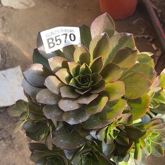 李*头多肉植物一个