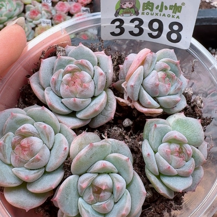 多肉植物多肉植物