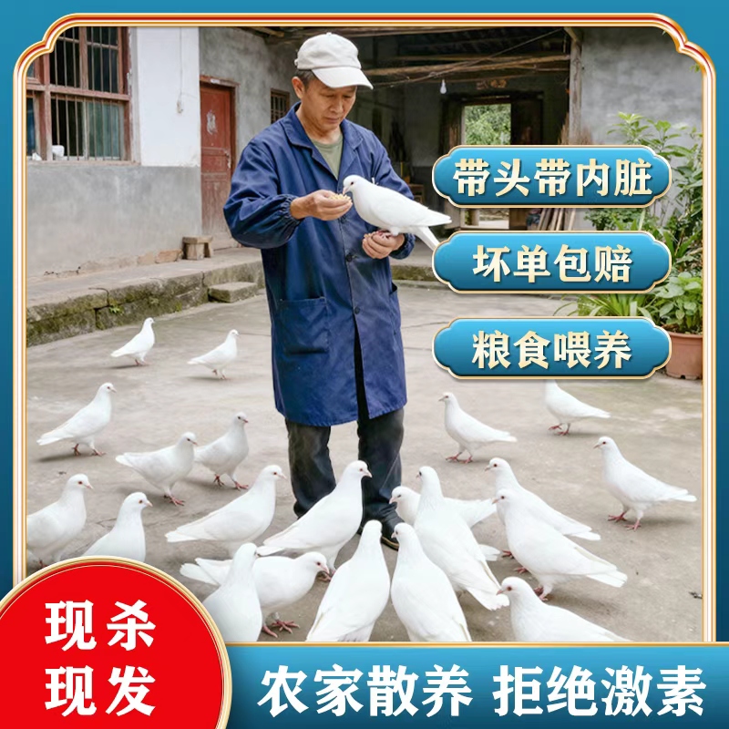 【香香专属】农村散养粮食喂养飞天青年土鸽子