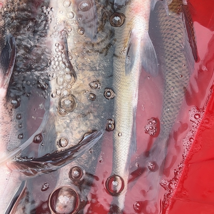 光****中国大陆代购翘嘴4.1斤