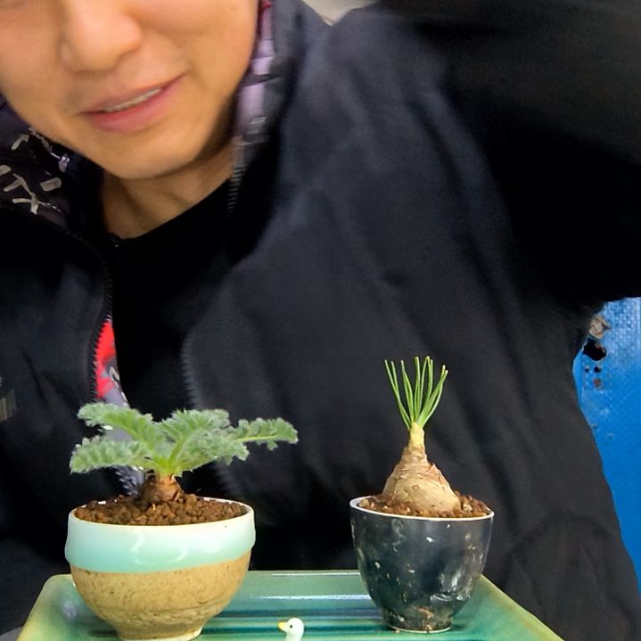 张****友中青园艺一物一拍花473