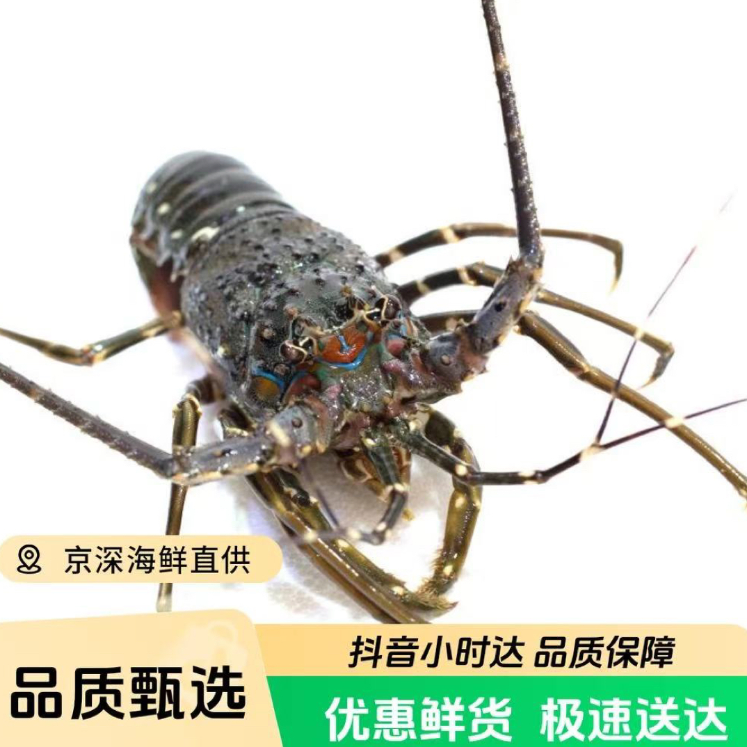 鲜活 小青龙 青龙仔（多规格可选）