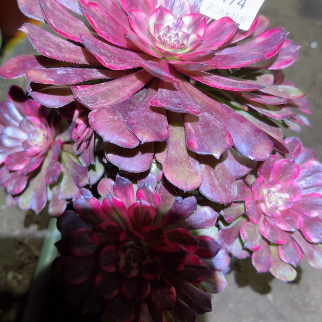 颜花法师多肉474