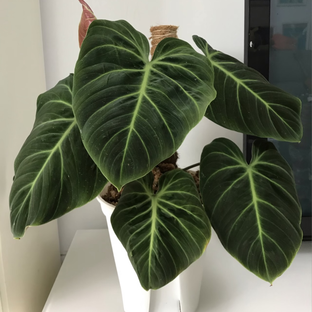 蔓绿绒盆栽 观叶植物