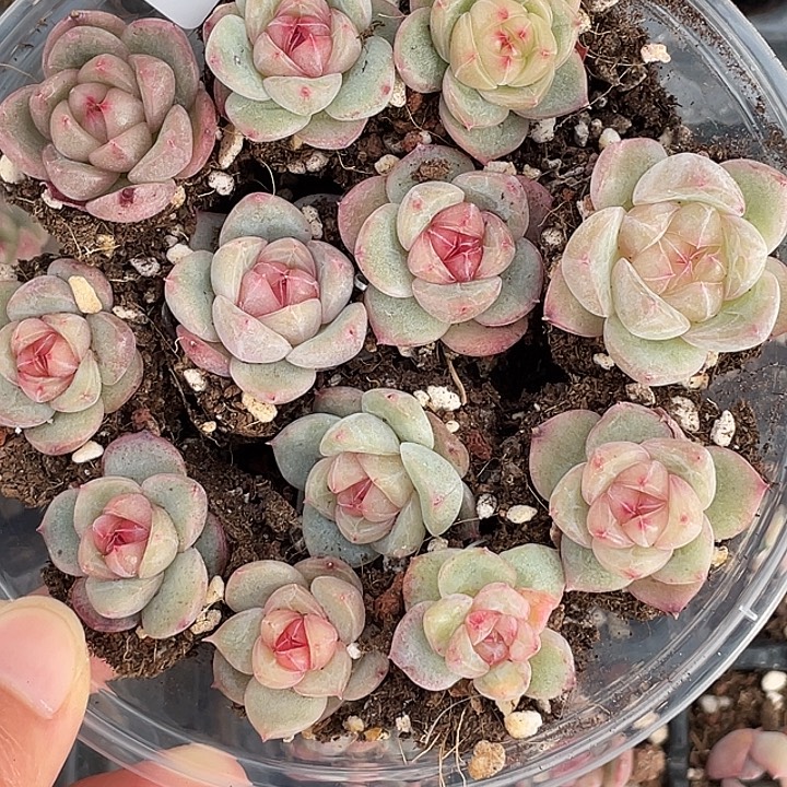 OTO多肉切糕优选dy2459