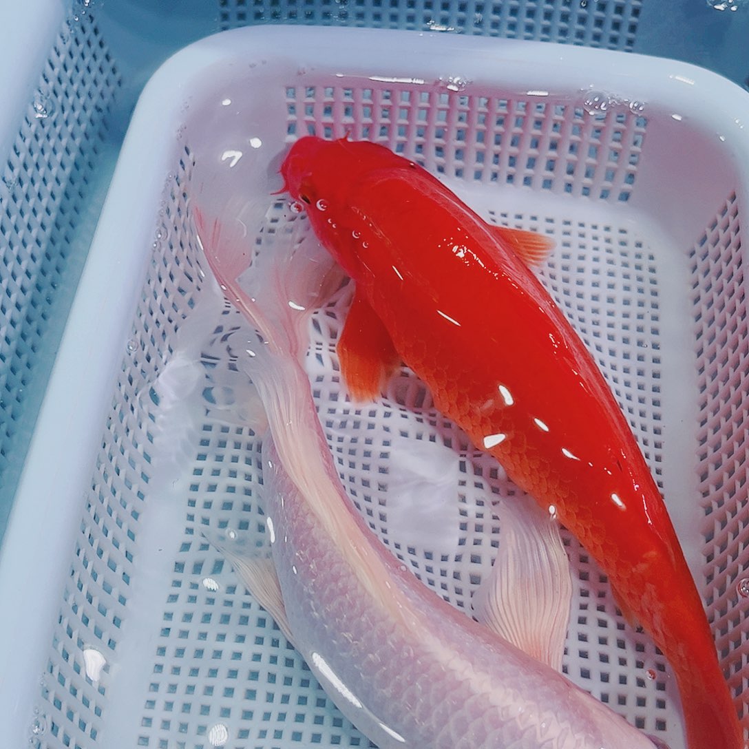 锦鲤锦鲤冷水鱼观赏151