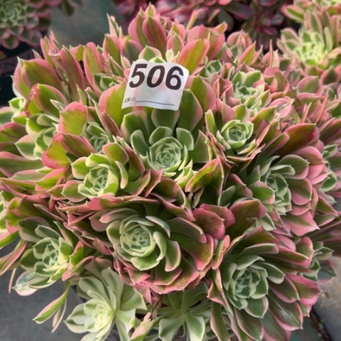 506白凤朵朵25厘米左右