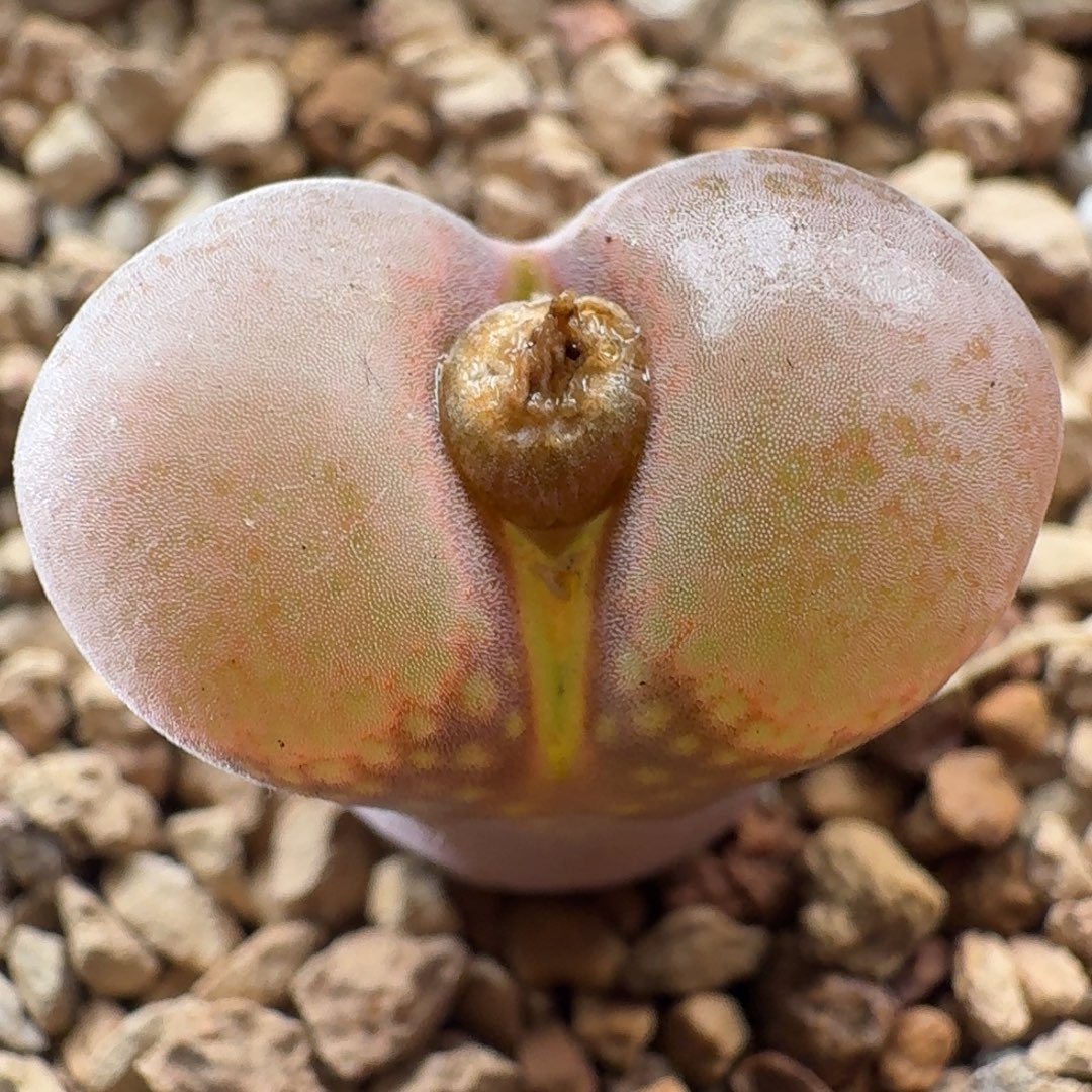 3420大型红风铃肉锥植物