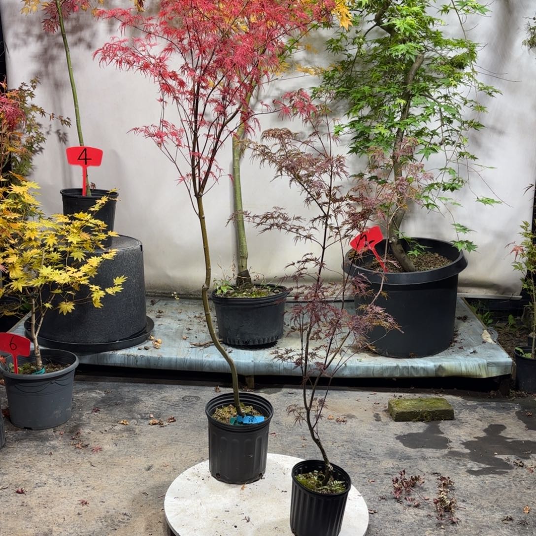 无花朵青龙6666676666