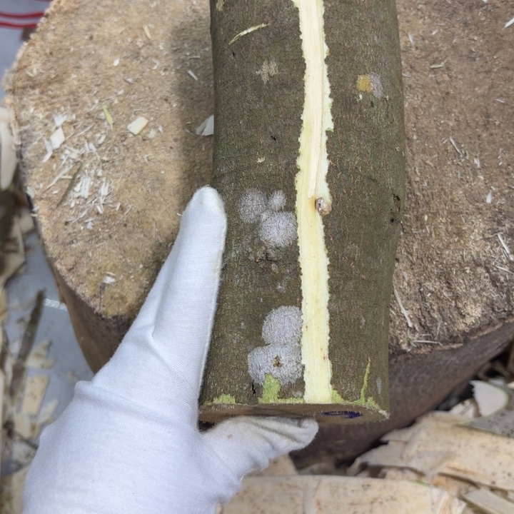 昊***B木糖结原木发一份