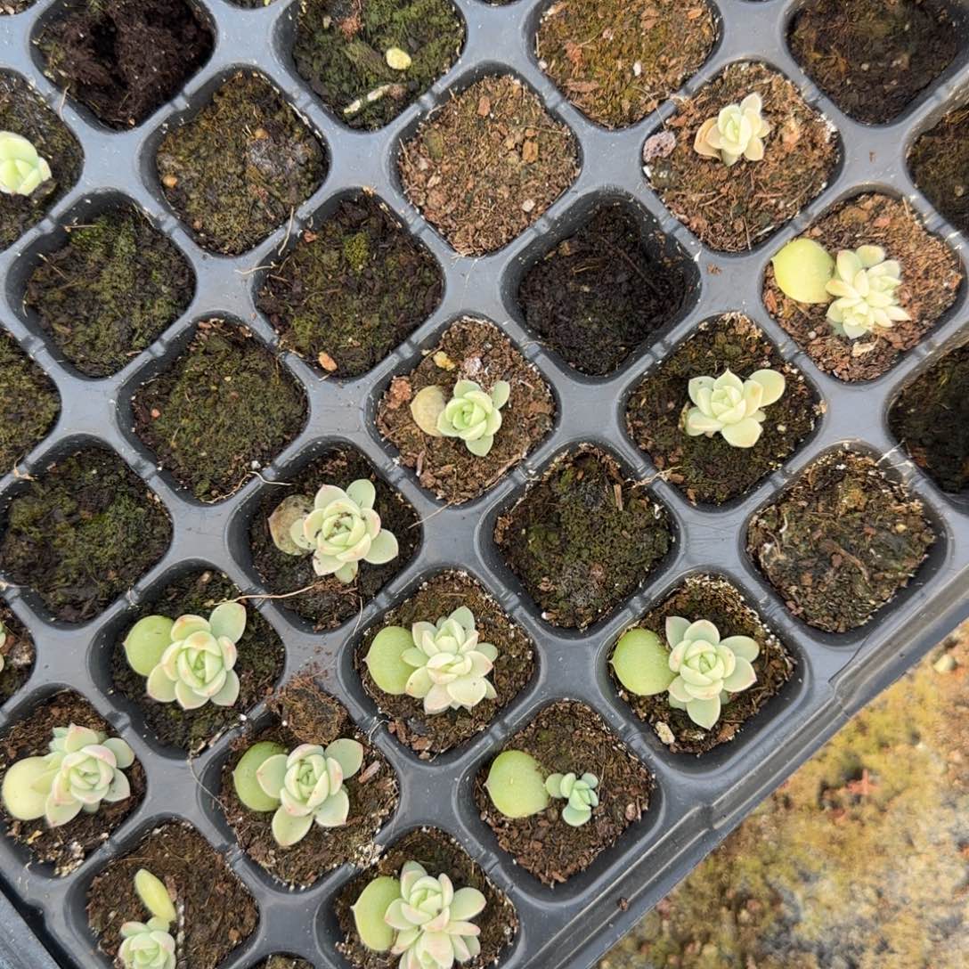 翡翠流心穴一个满25包邮