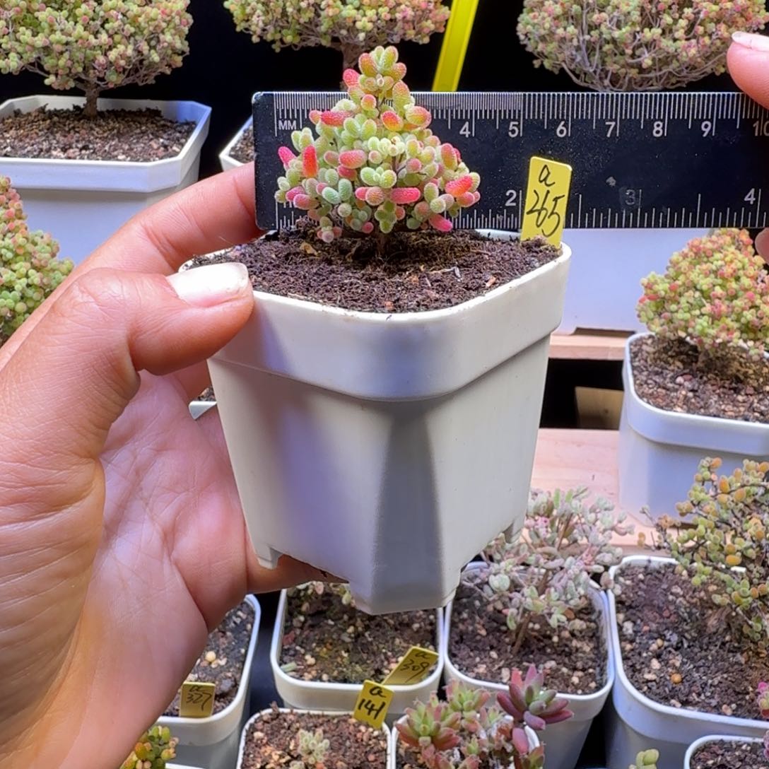 a265号橘子糖冠服4厘米左右圣诞树