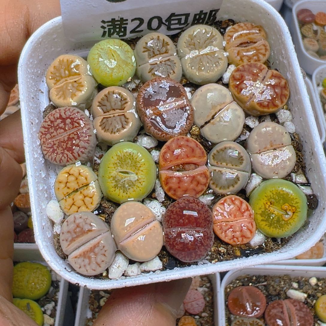 【闪购商品】 604。