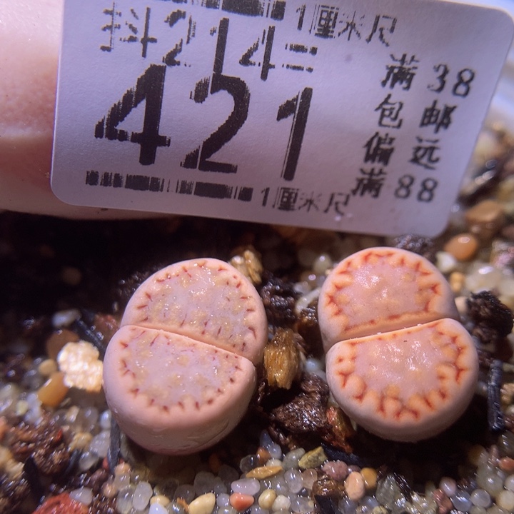 精品生石花214.421