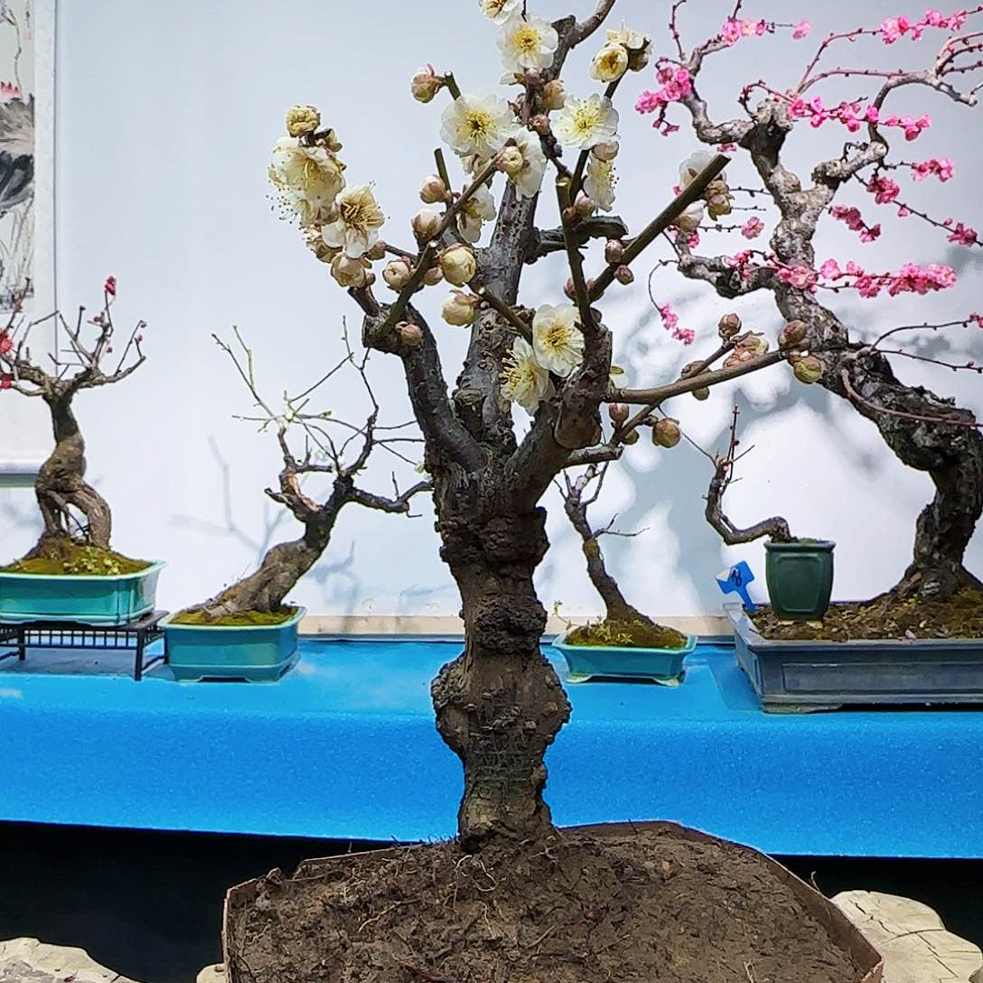 红陶用****9f y j j k