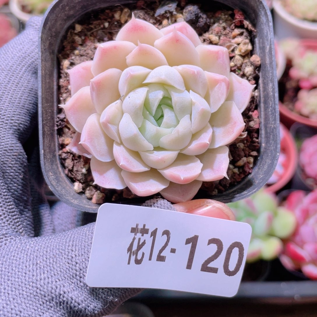 花利美12-120白月影