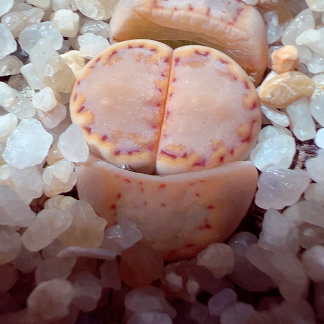 314-621.我的小伙伴