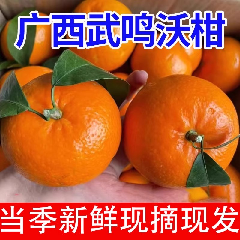 zz 广西武鸣沃柑当季新鲜水果桔子橙子柑橘沃柑