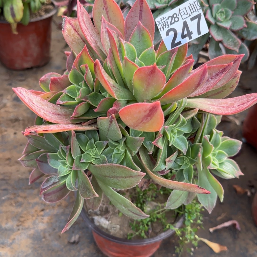 红叶多肉247满28包邮断枝不包