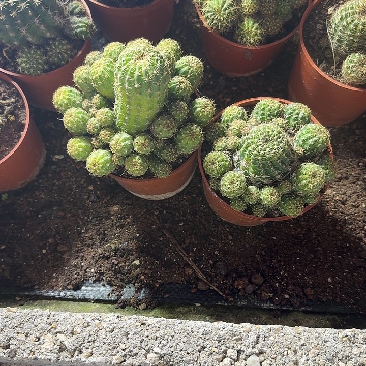 用***4无花朵丽花哈哈哈哈哈哈哈