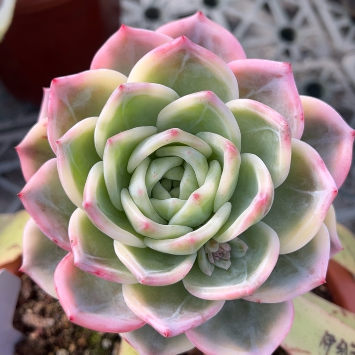 伊丽莎白锦一物一拍冠服13