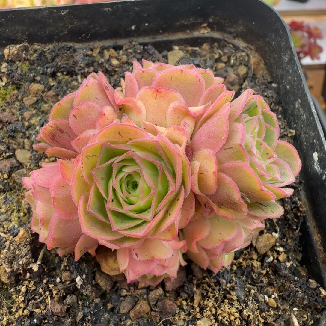 Y752半城玫瑰金色魅影